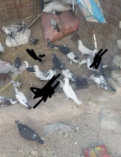 کبوتر بگرد|پرنده|نورآباد, |دیوار