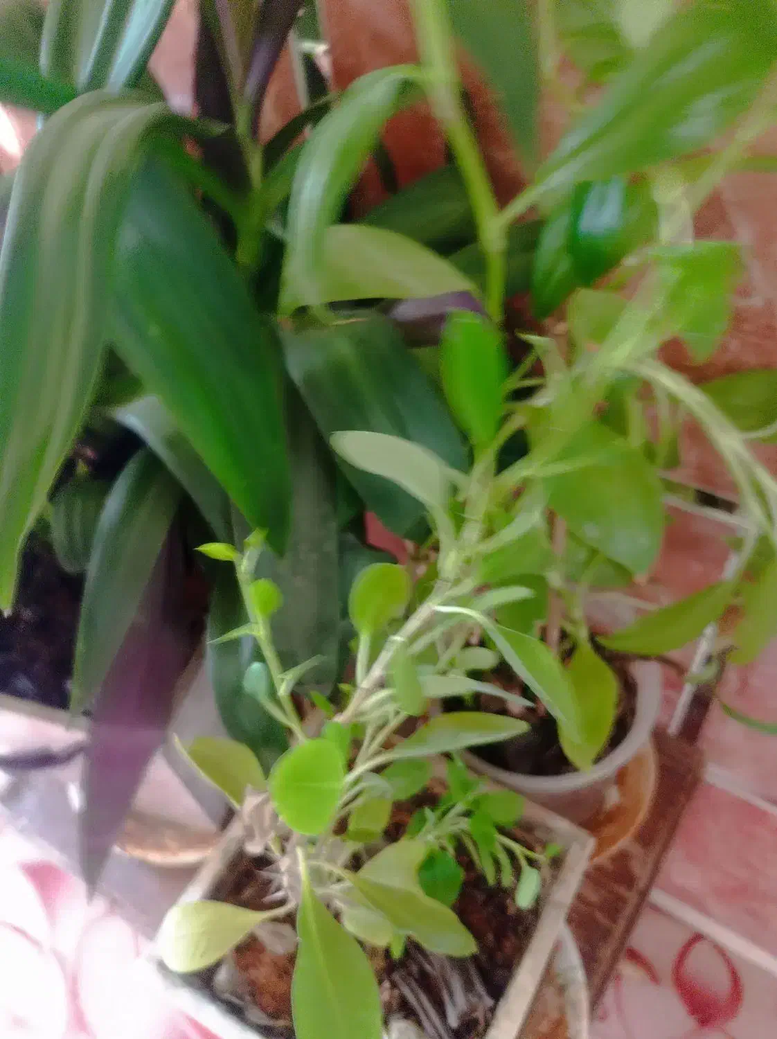 باسلام حدود پنجاه عدد گل تزیینی یا آپارتمانی|گل و گیاه طبیعی|بیضا, |دیوار