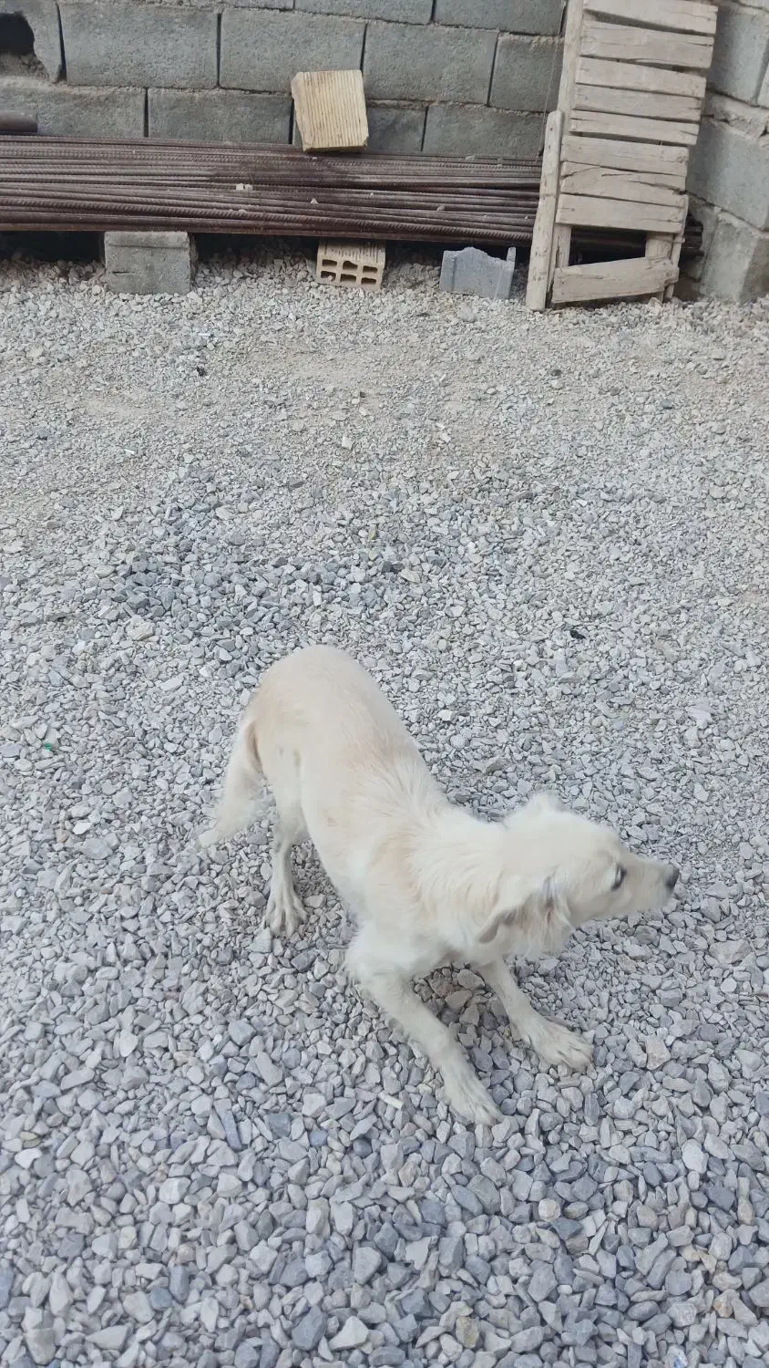 سگ پاسی خانگی|سگ|لردگان, |دیوار