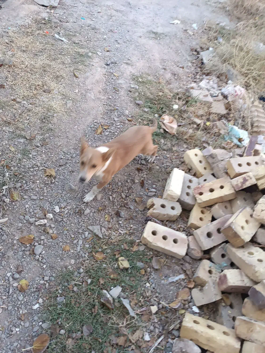 توله سگ ولش کورگی|سگ|باخزر, |دیوار