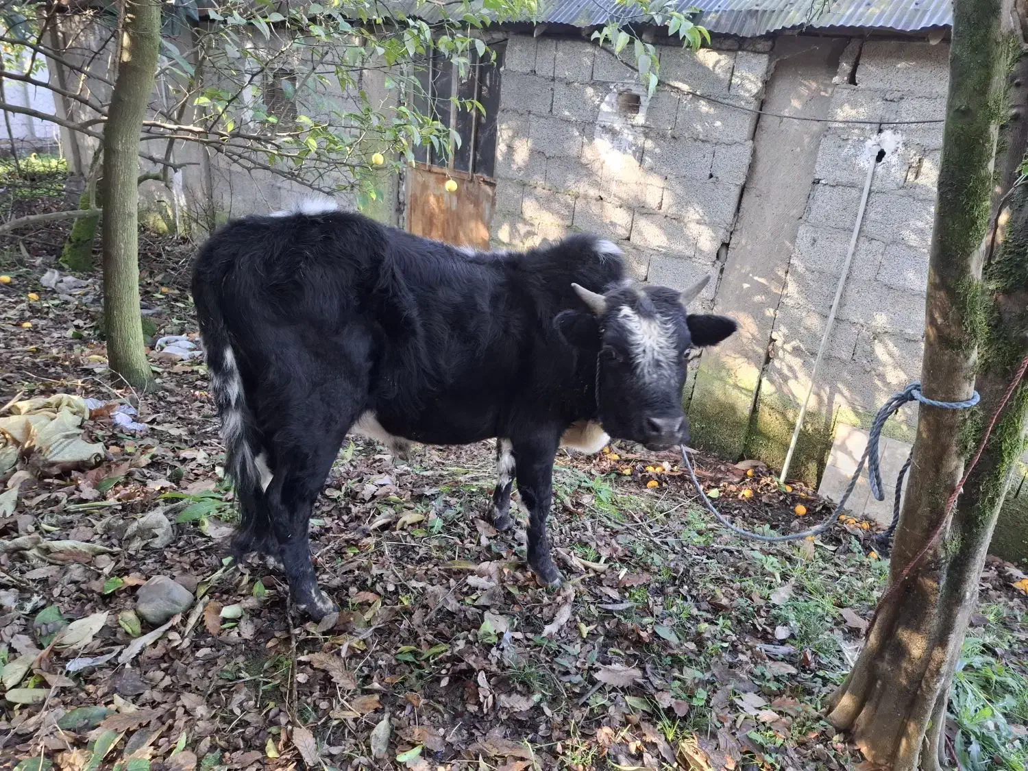 ورزاکوله|حیوانات مزرعه|احمدسرگوراب, |دیوار