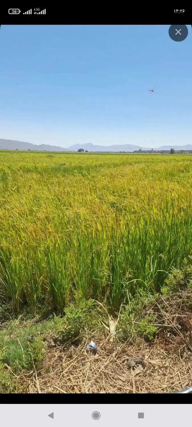 برنج کامفیروزی صد در صد به شرط|خوردنی و آشامیدنی|شیراز, سجادیه|دیوار