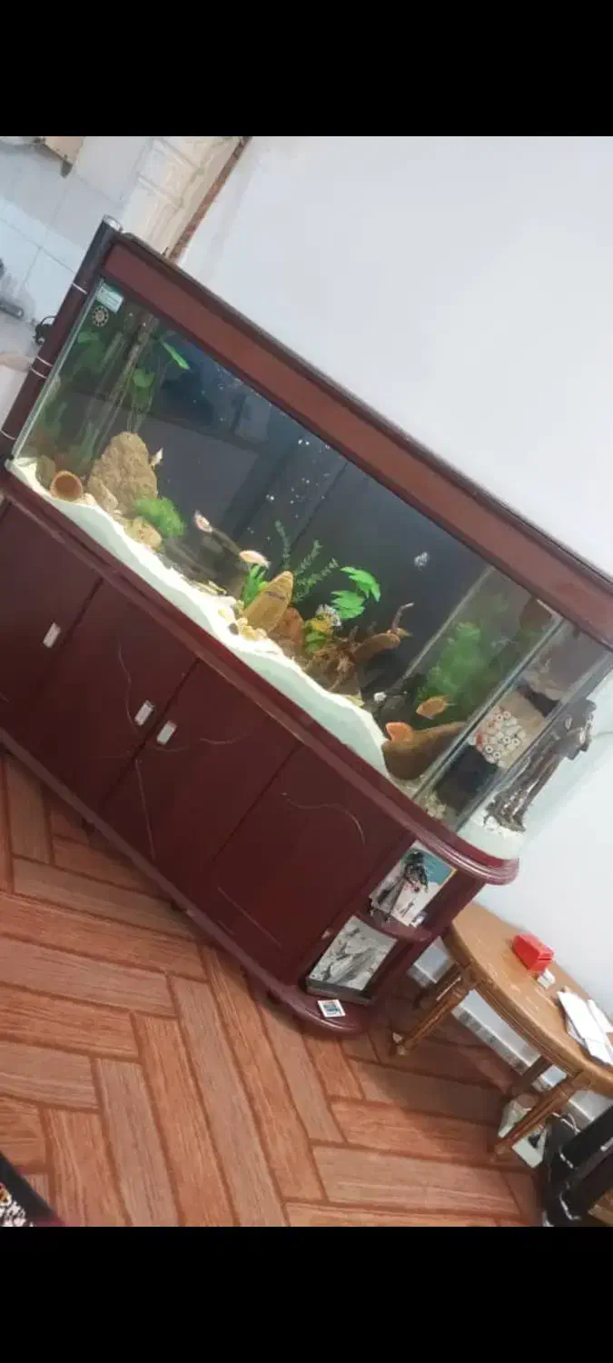 آکواریوم کمدی پایه|ماهی|مشهد, انقلاب|دیوار