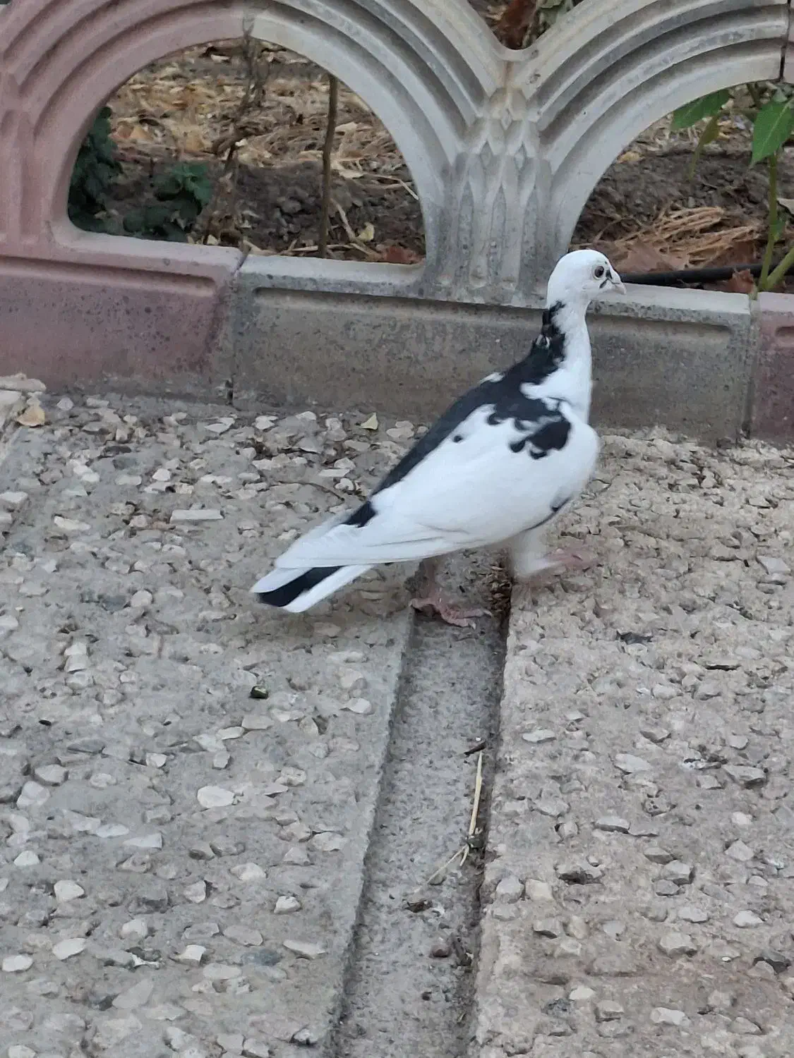 کفتر رنگی آلمانی|پرنده|مشهد, دانشجو|دیوار