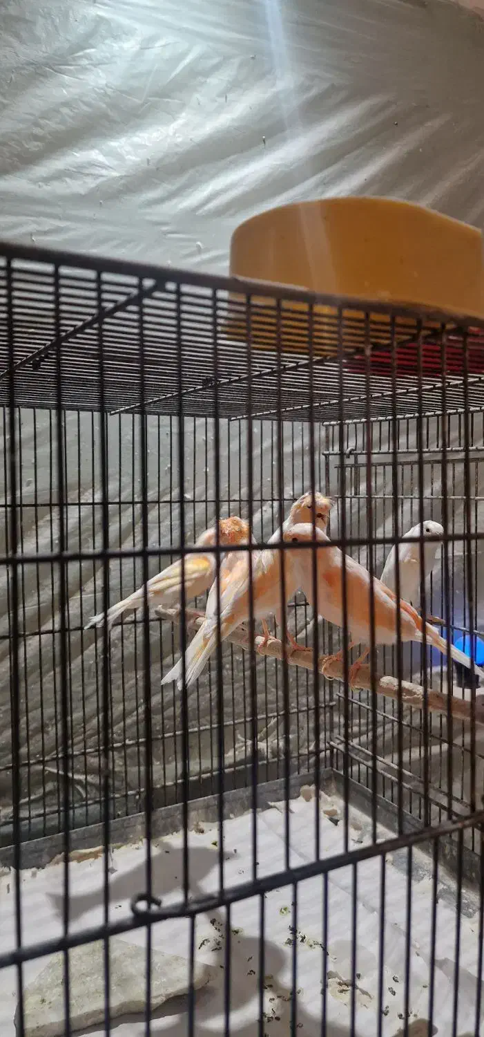 ۵۰تا قناری|پرنده|قم, در بهشت|دیوار