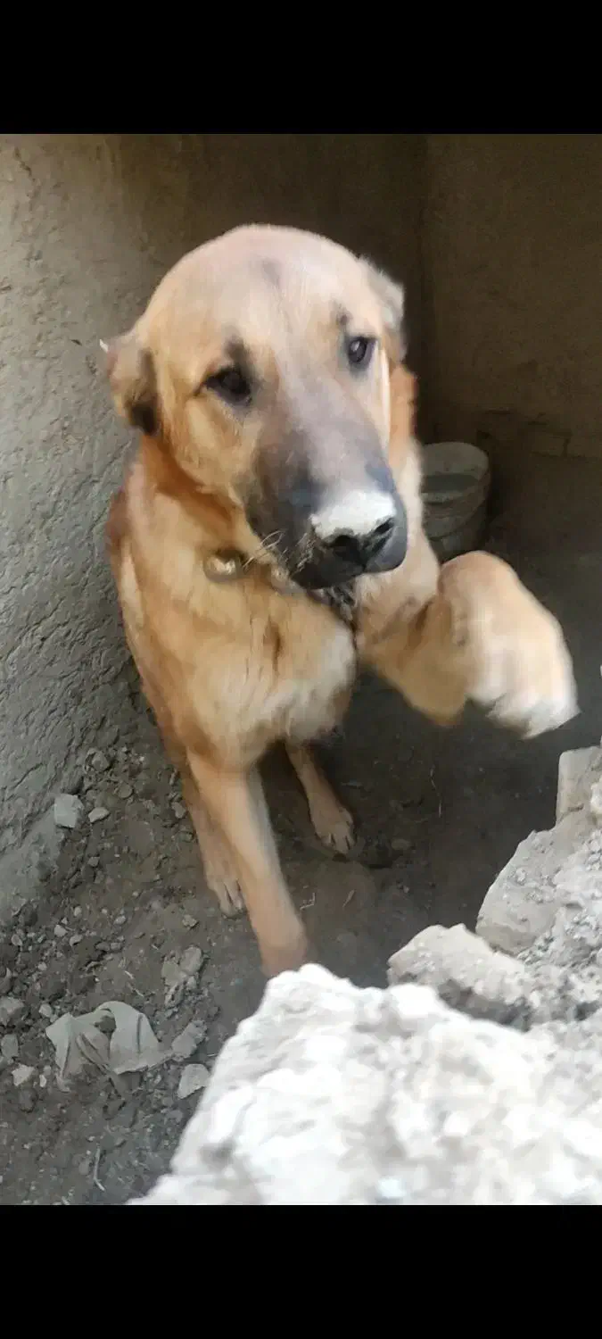 سگ خراسانی|سگ|شیروان (خراسان), |دیوار