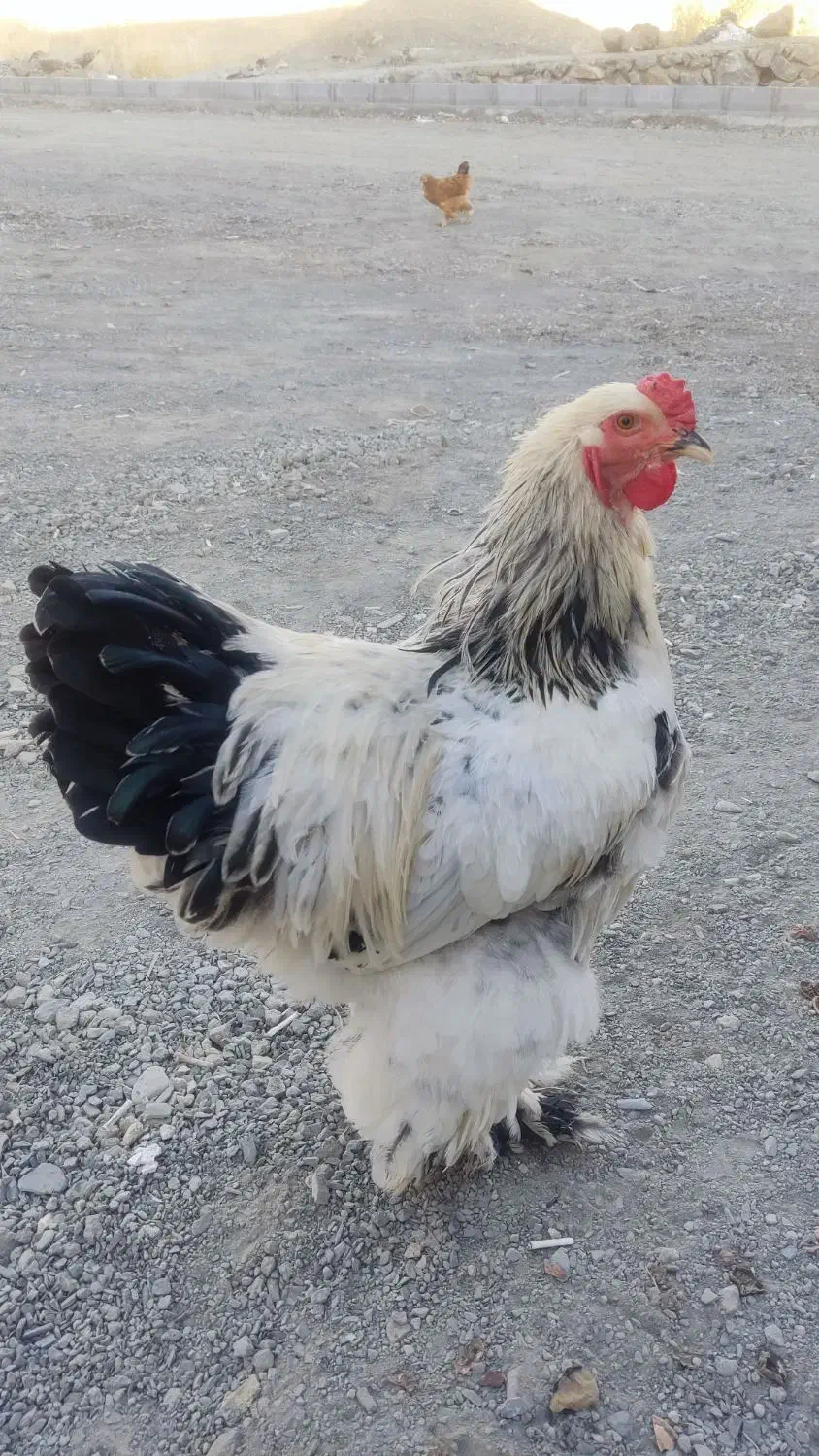 برهما لایت اصیل|حیوانات مزرعه|سنندج, |دیوار