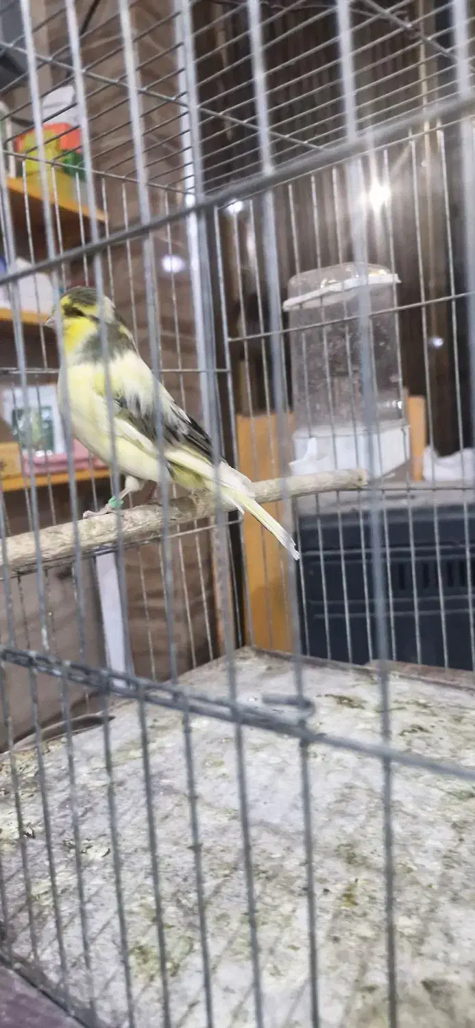 قناری گلاستر|پرنده|جیرفت, |دیوار