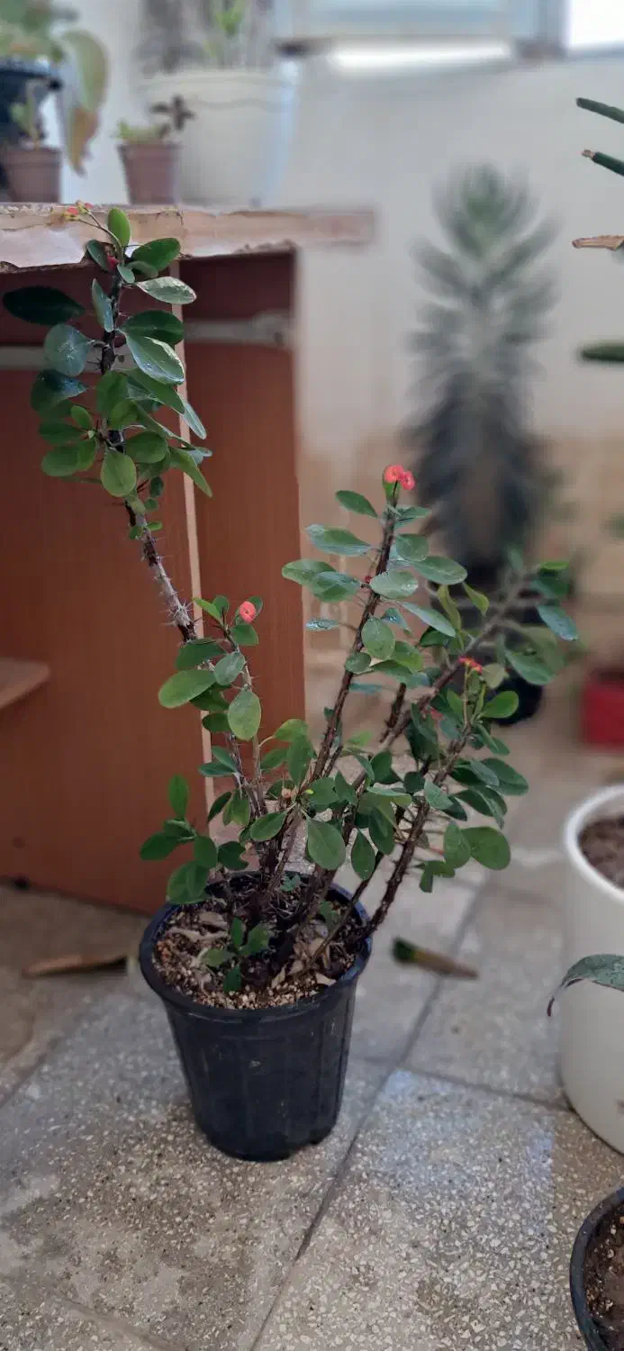 گل.|گل و گیاه طبیعی|اسفراین, |دیوار