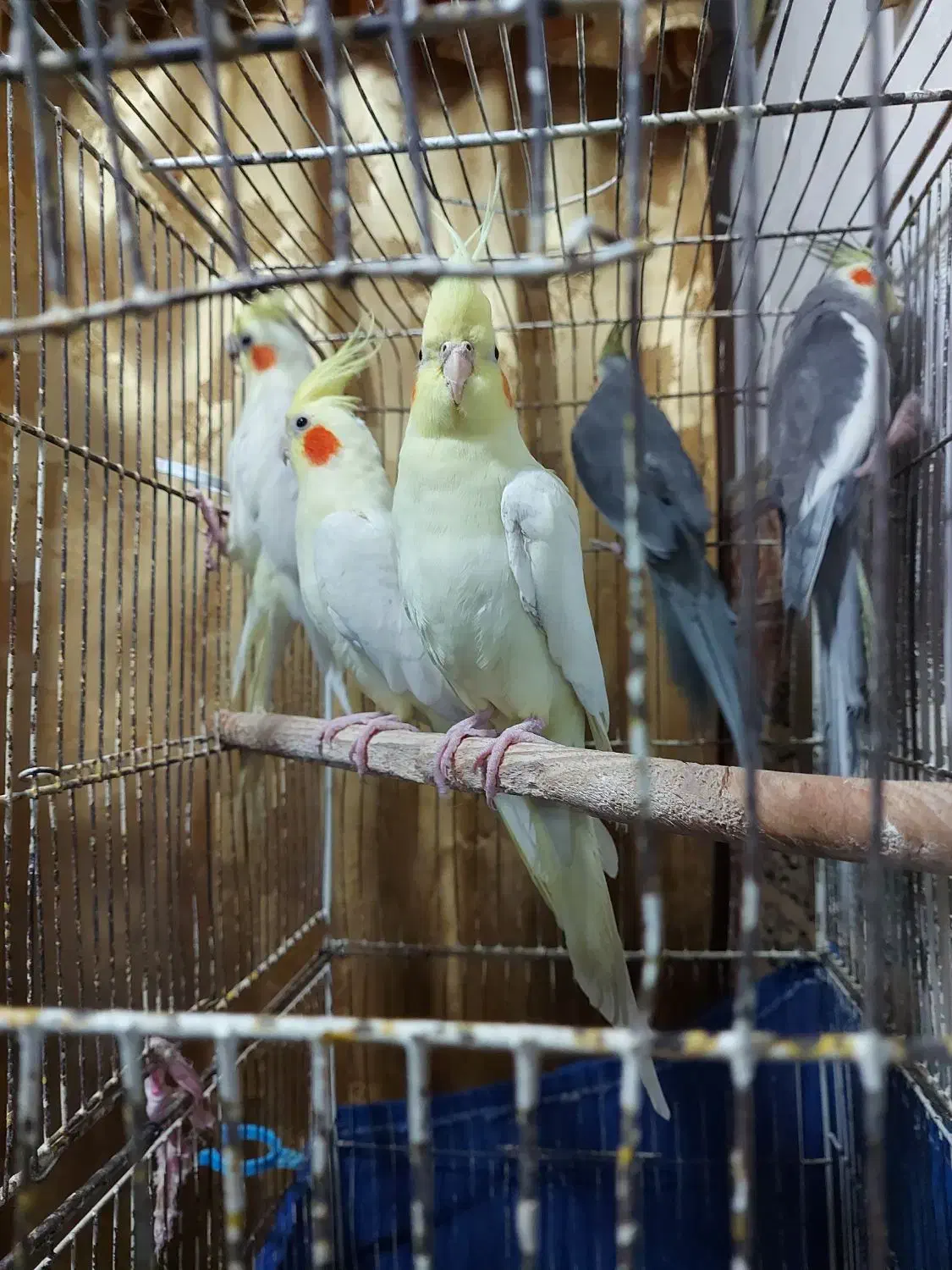 عروس هلندی طوطی لوتینو|پرنده|رشت, نخودچر|دیوار