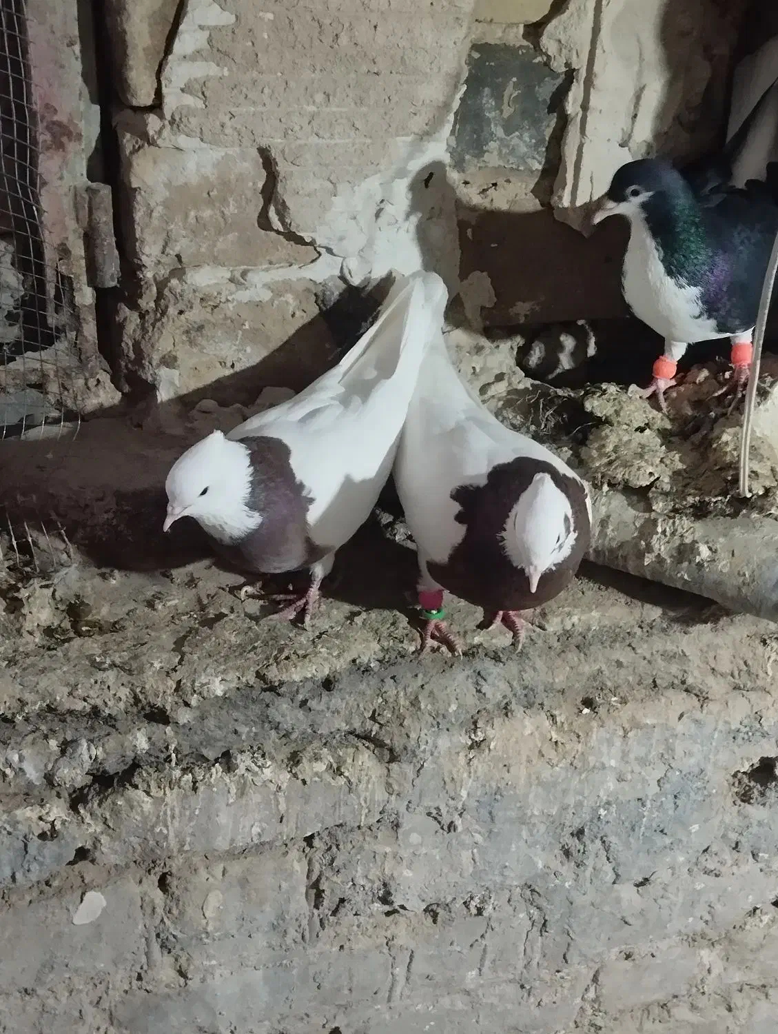 کفترا بی بوم هم پرشی هم تخم جوجه خاطر جمع|پرنده|تربت‌حیدریه, کلاته توکلی|دیوار