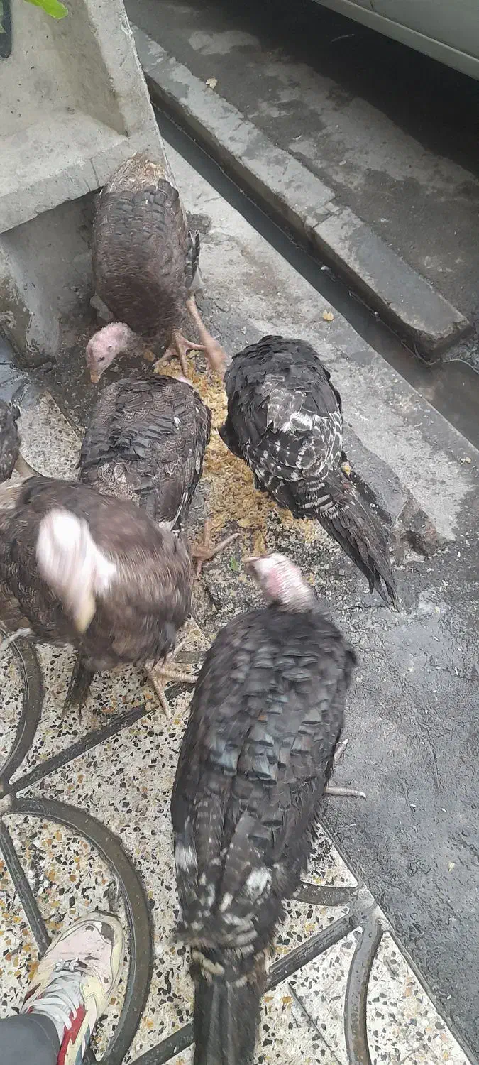 بقلمو|حیوانات مزرعه|محمدشهر, شهرک پیام (مهرالبرز)|دیوار