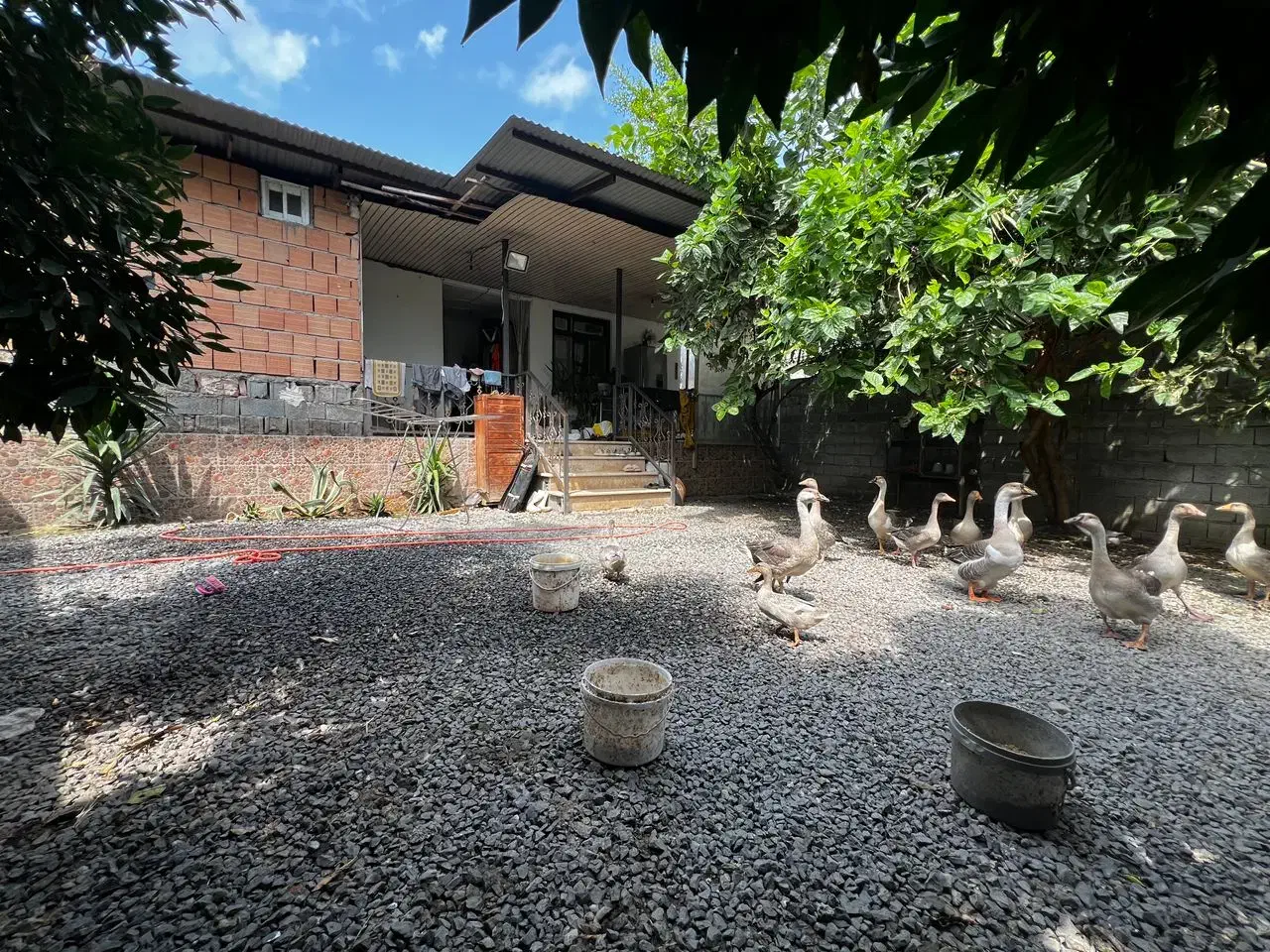 ویلا ۲۵۰متری بافت جاده سرخرود|فروش خانه و ویلا|دابودشت, |دیوار