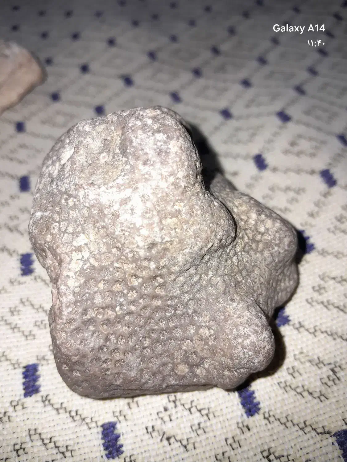 سنگ زیبا|ماهی|شیروان (خراسان), |دیوار