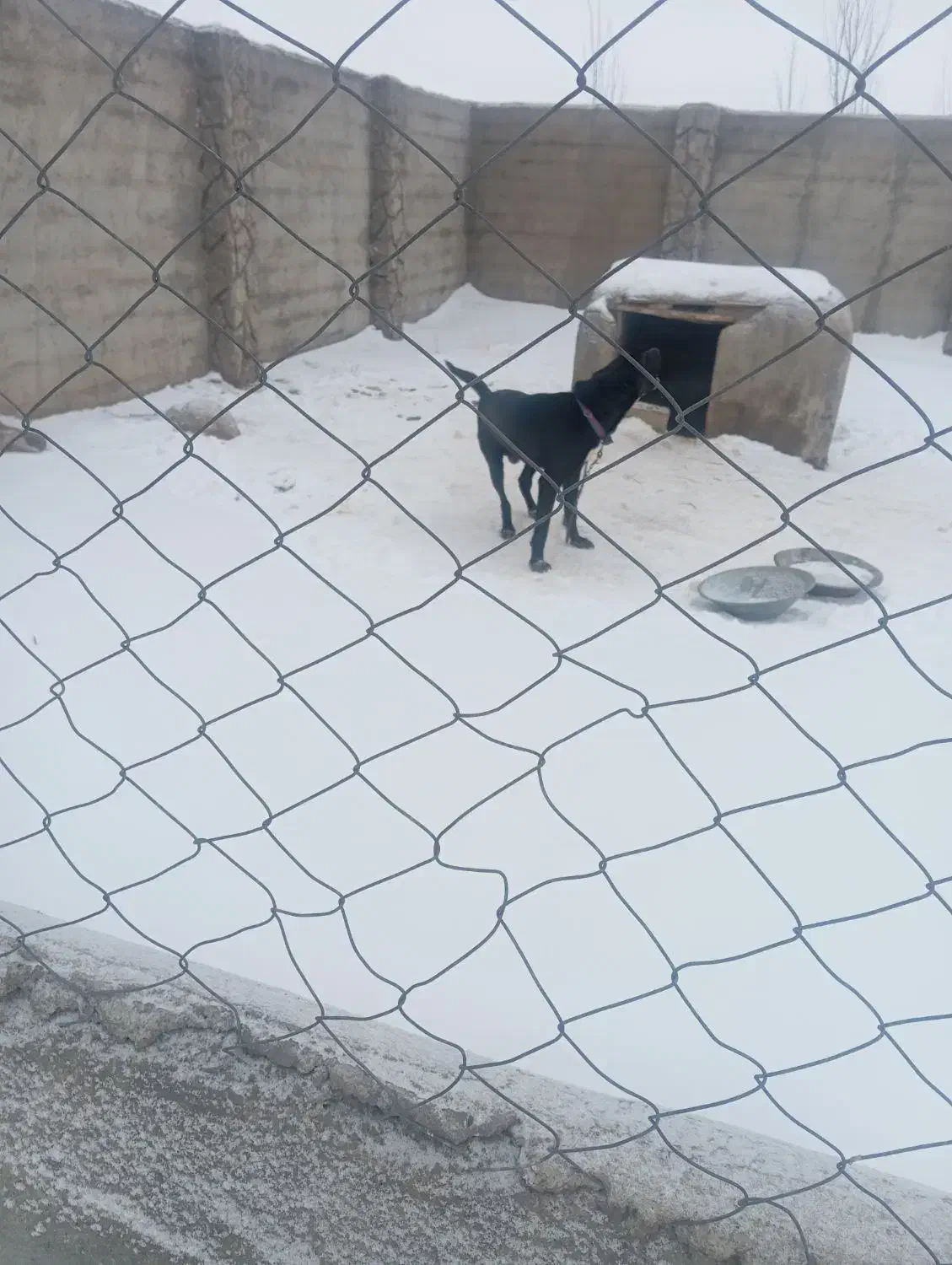 سرابی|سگ|بستان آباد, |دیوار