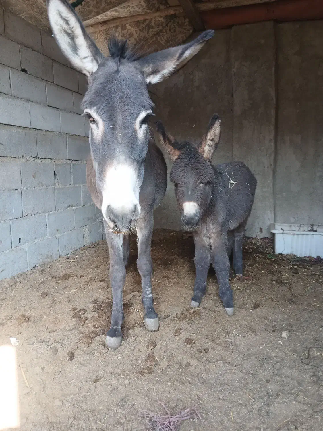 خر و کره|حیوانات مزرعه|اصفهان, ارداجی|دیوار