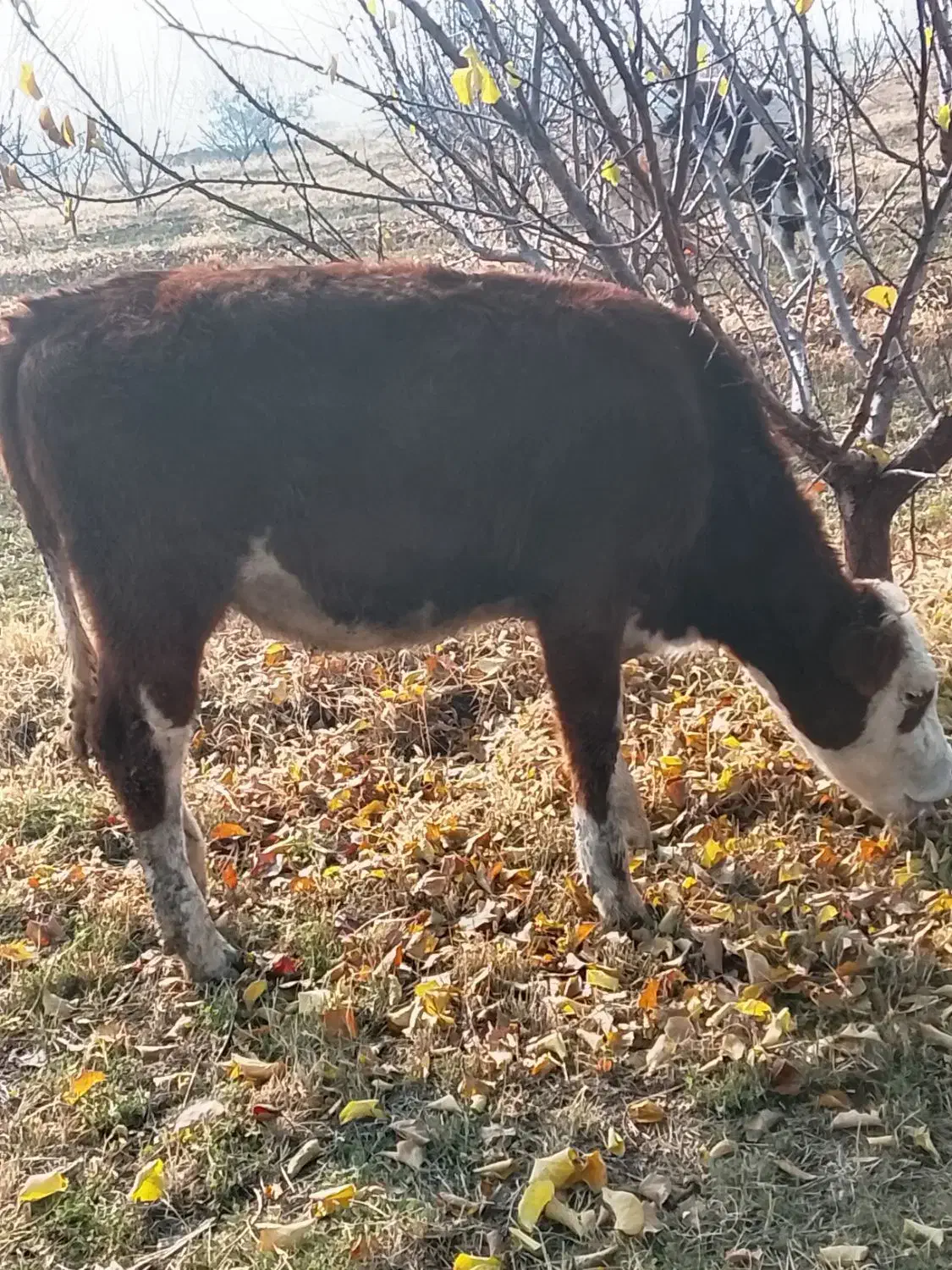 گوساله اصل سمینتال پای کل وگوسال|حیوانات مزرعه|نوشین شهر, |دیوار