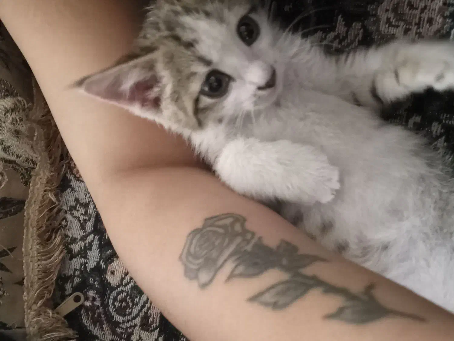 بچه گربه|گربه|شهرکرد, |دیوار