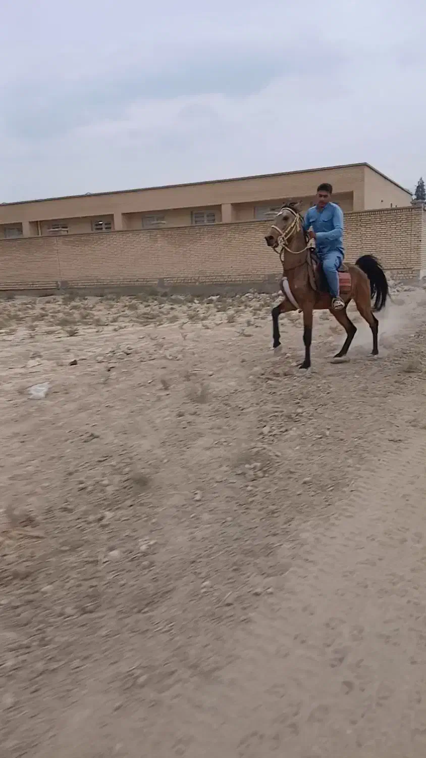 نریون سمند سواری دار|اسب و تجهیزات اسب‌سواری|کازرون, |دیوار
