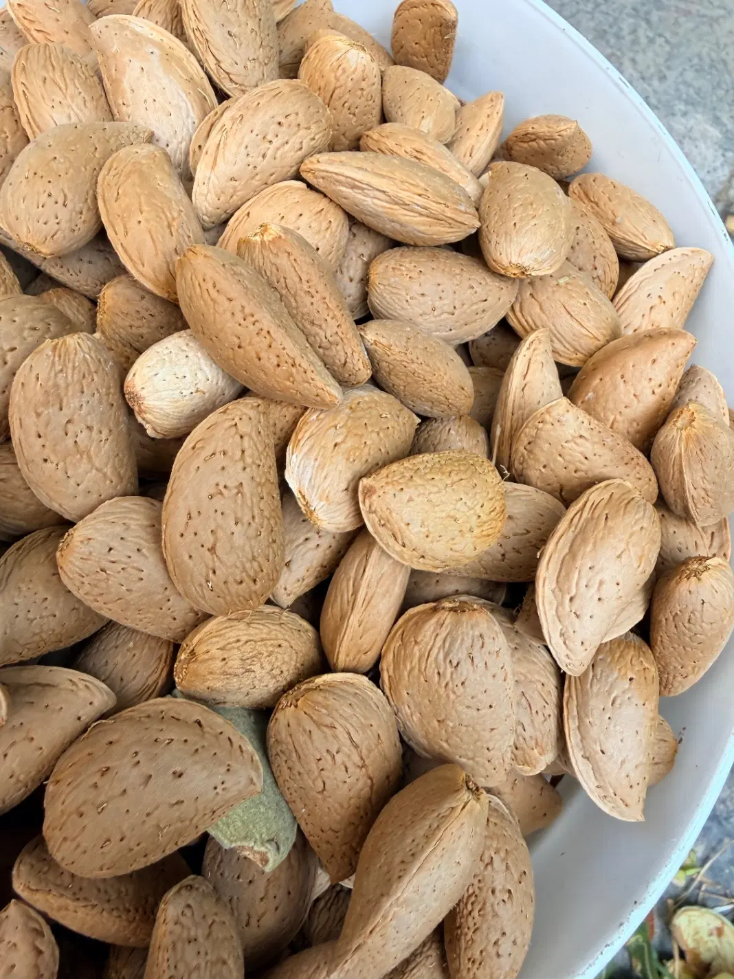 بادام درختی سنگی تویسرکان|خوردنی و آشامیدنی|تهران, شمشیری|دیوار