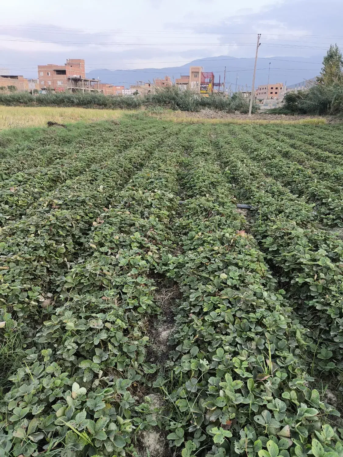 توت فرنگی سابرینا  نی 5|گل و گیاه طبیعی|آزادشهر, |دیوار