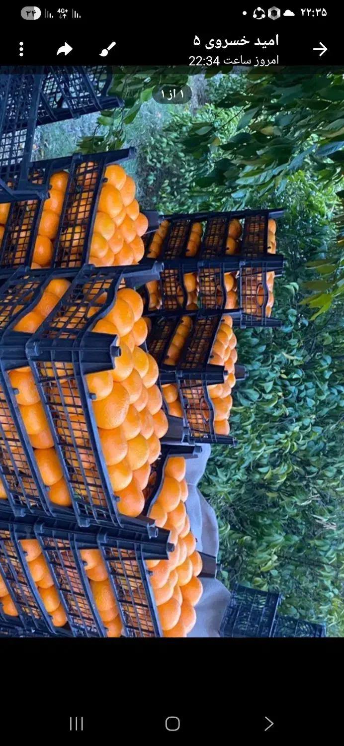 نارنگی خاری|حراج|فسا, |دیوار