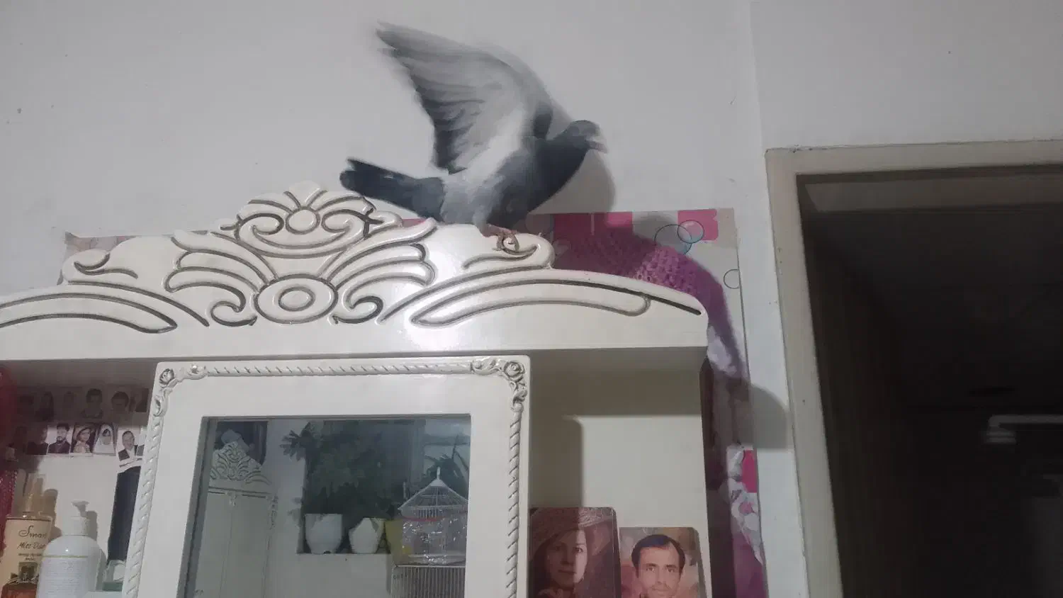 کبوتر زیبا|پرنده|نیشابور, هفده شهریور|دیوار