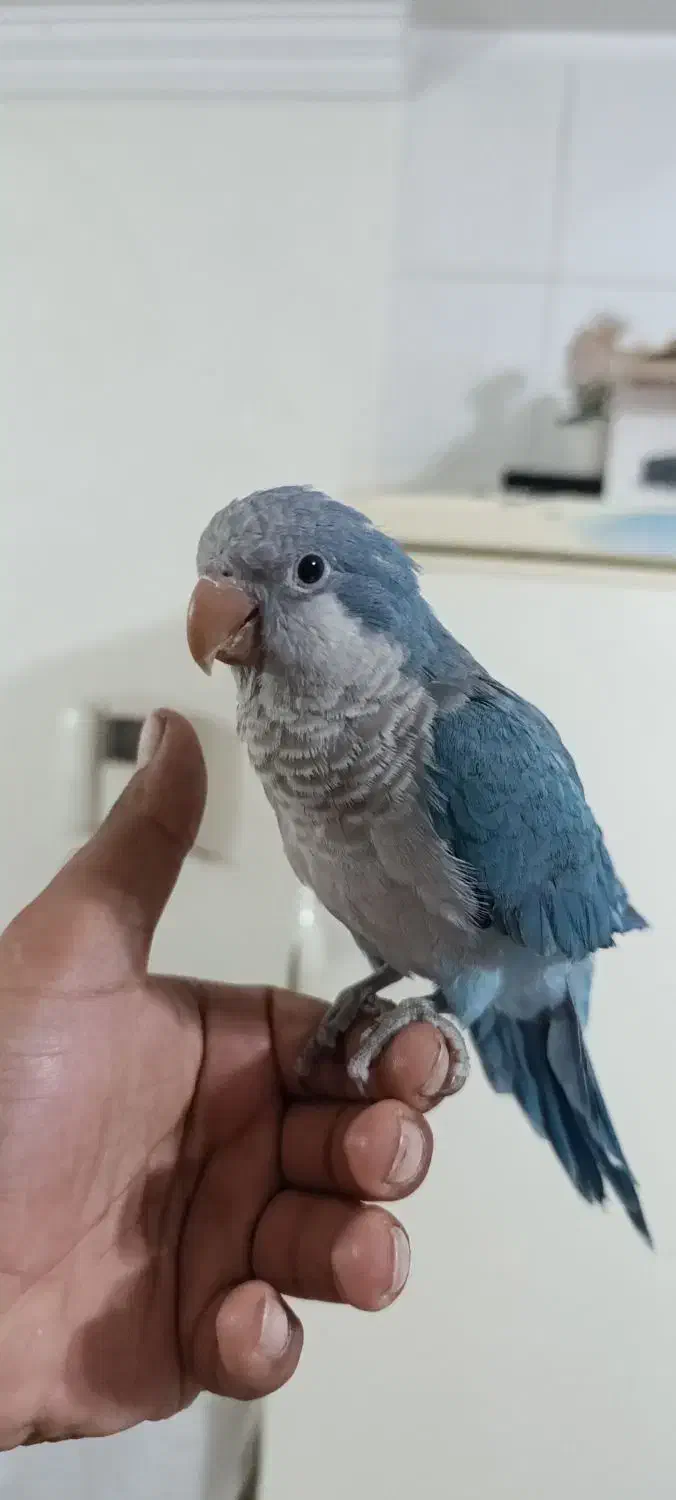 راهب ابی|پرنده|بیرجند, |دیوار