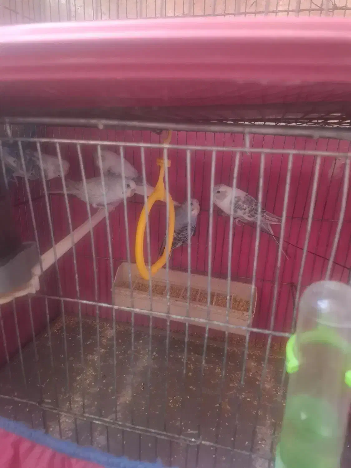 فروش مرغ عشق|پرنده|اندیشه, اندیشه فاز ۱|دیوار