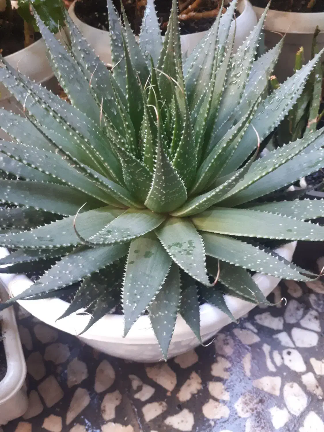 گل خانگی|گل و گیاه طبیعی|رشت, دروازه لاکان|دیوار