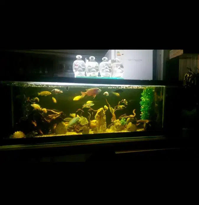 آکواریم. ماهی|ماهی|زاهدان, |دیوار