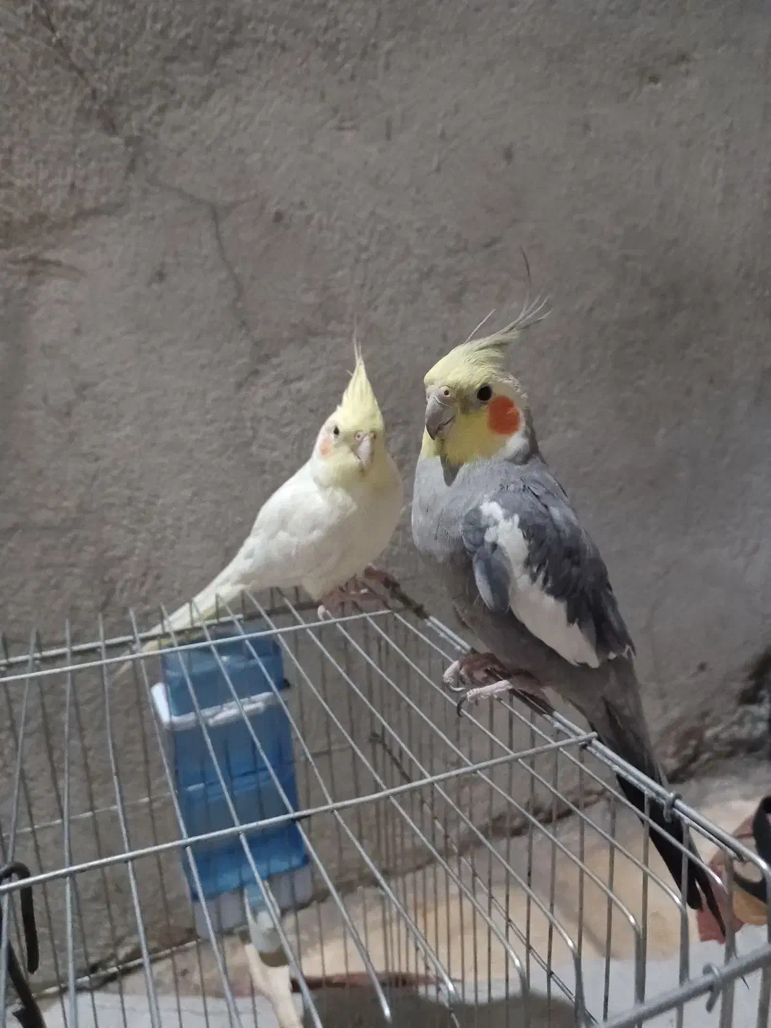 عروس هلندی|پرنده|شیراز, بید زرد|دیوار