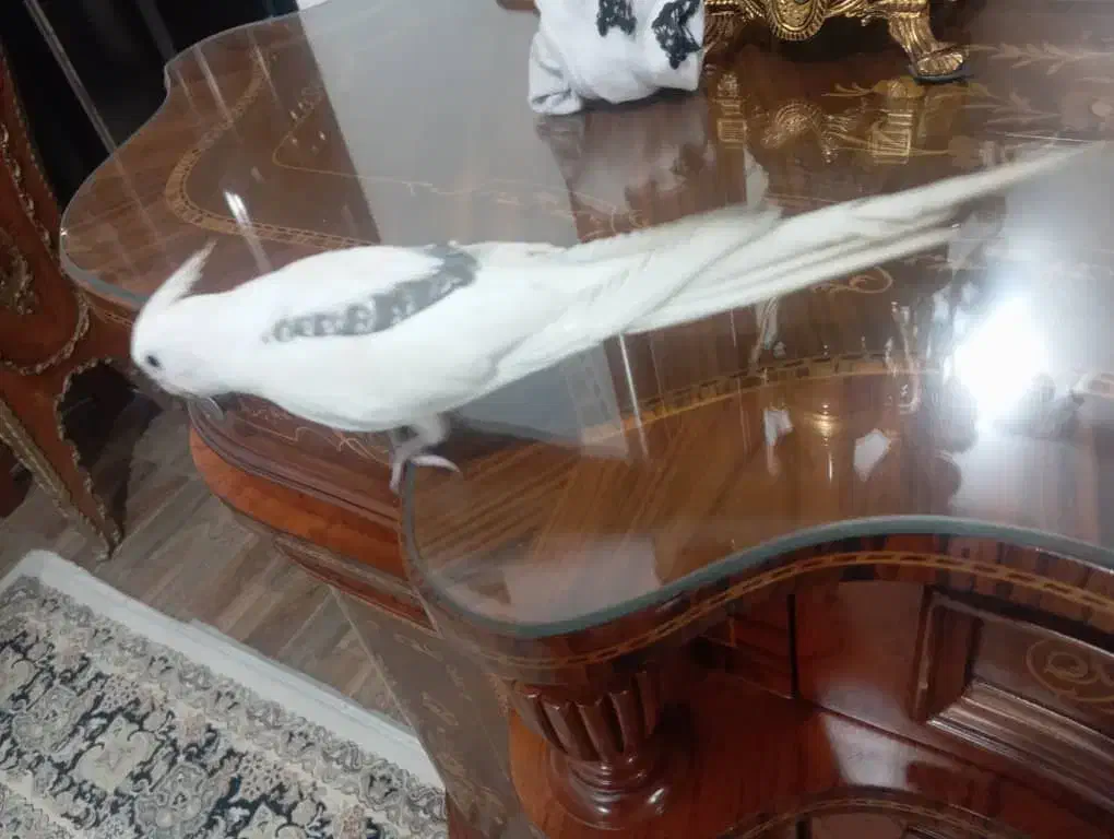 عروس هلندی گم شده|حیوانات|بوکان, |دیوار