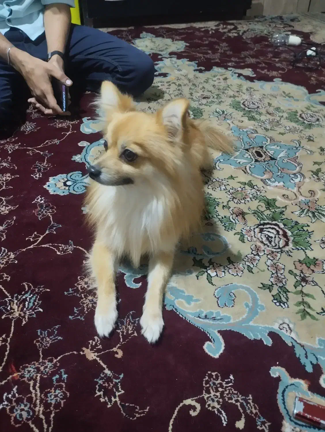 پامرانیا نژاد روباه اصلی|سگ|بیرجند, |دیوار