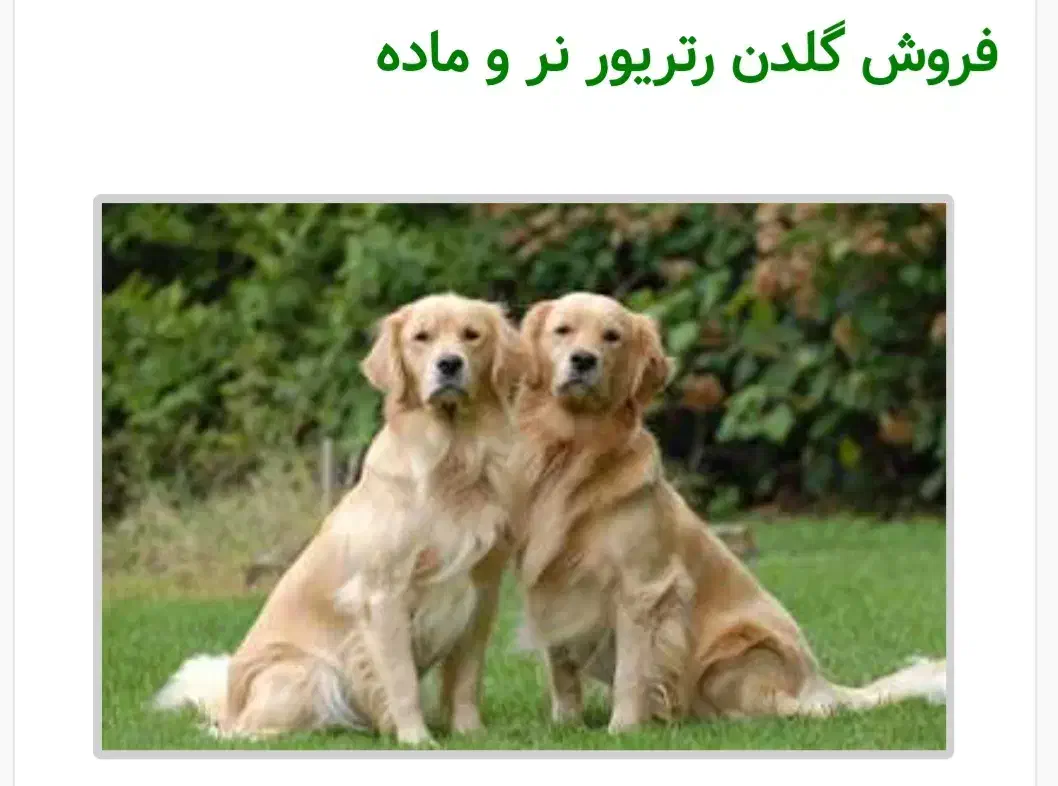 سگ گلدن رتریور|سگ|ماهدشت, |دیوار