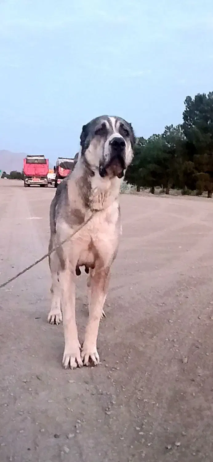 واگذاری لاس آلابای|سگ|مرودشت, رودبال|دیوار