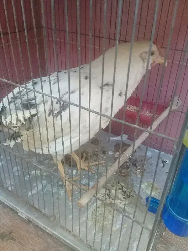 خروس گلین|حیوانات مزرعه|قم, چهار مردان|دیوار