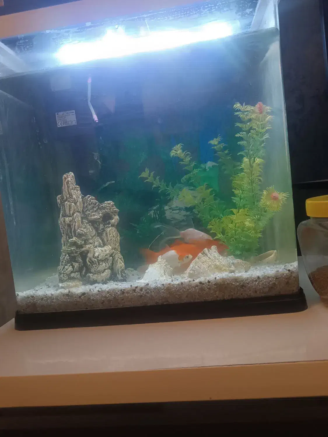 فروش اکواریوم باماهی قرمز وسفید|ماهی|بندرعباس, |دیوار