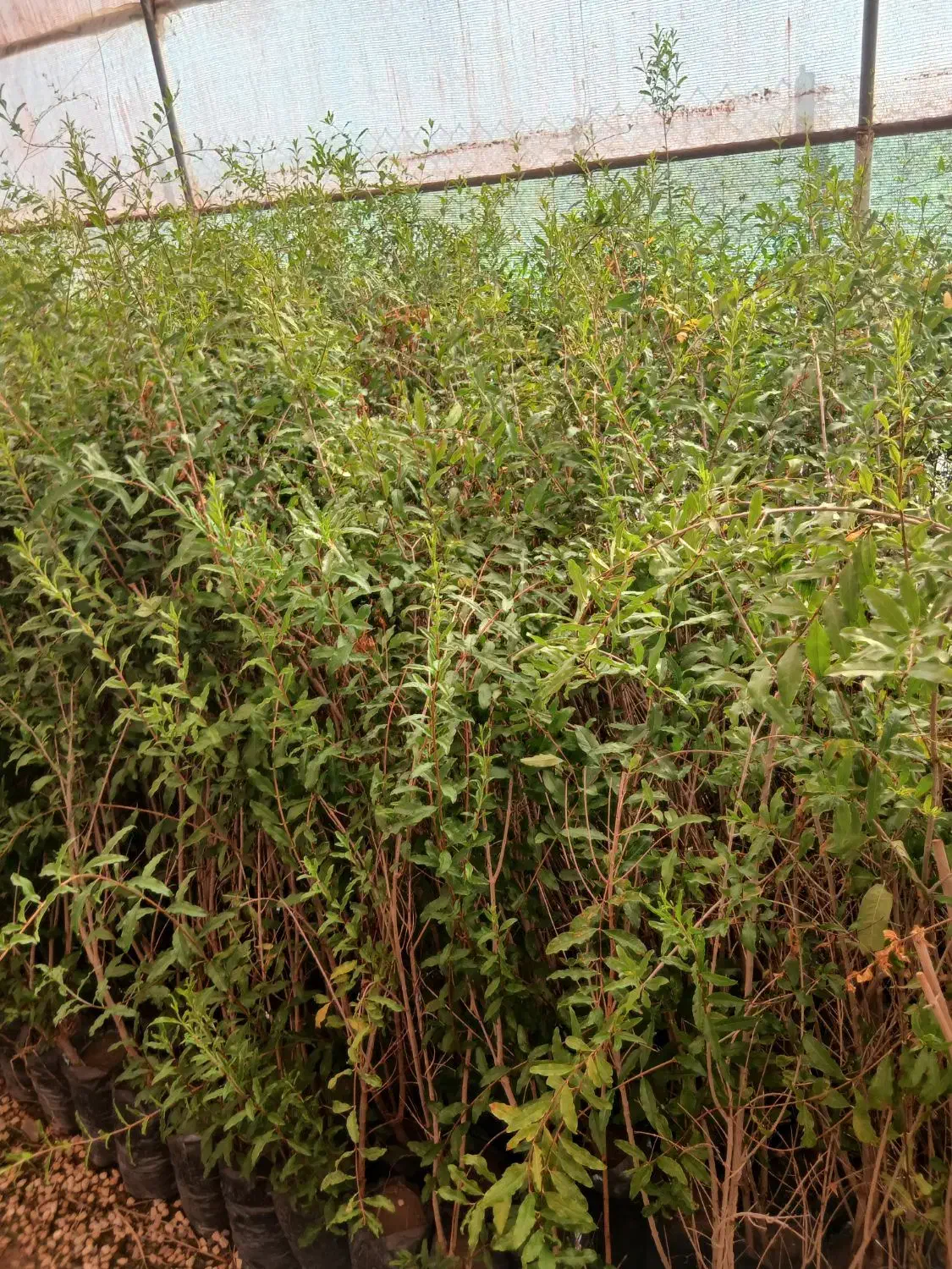 نهال انار شهرضا|خدمات باغبانی و درختکاری|اصفهان, سودان|دیوار