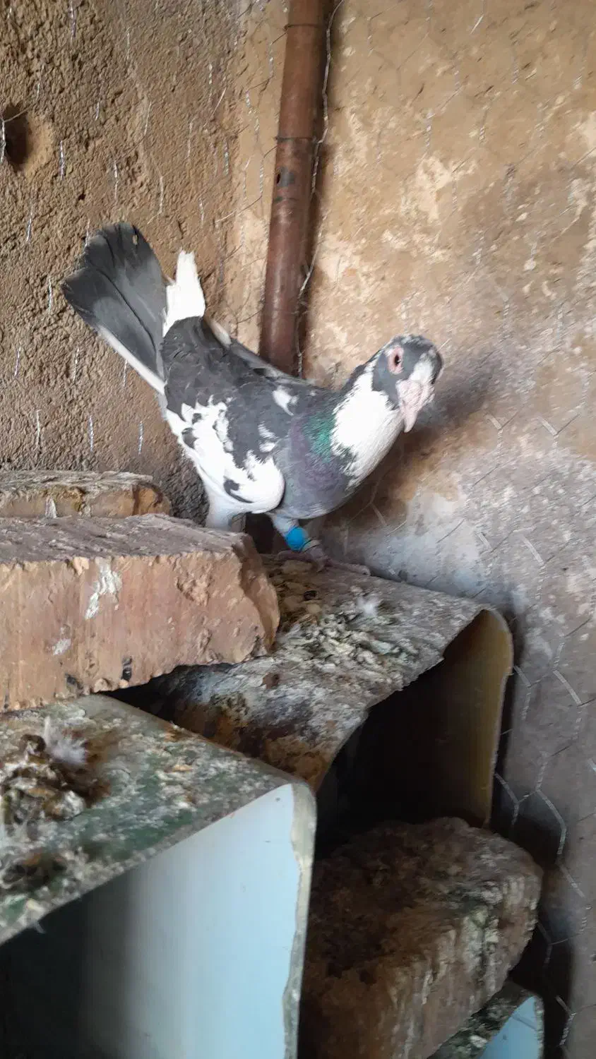 کبوتر ابلغ سبز نر ابلغ سیاه نر|پرنده|شیراز, داریون|دیوار
