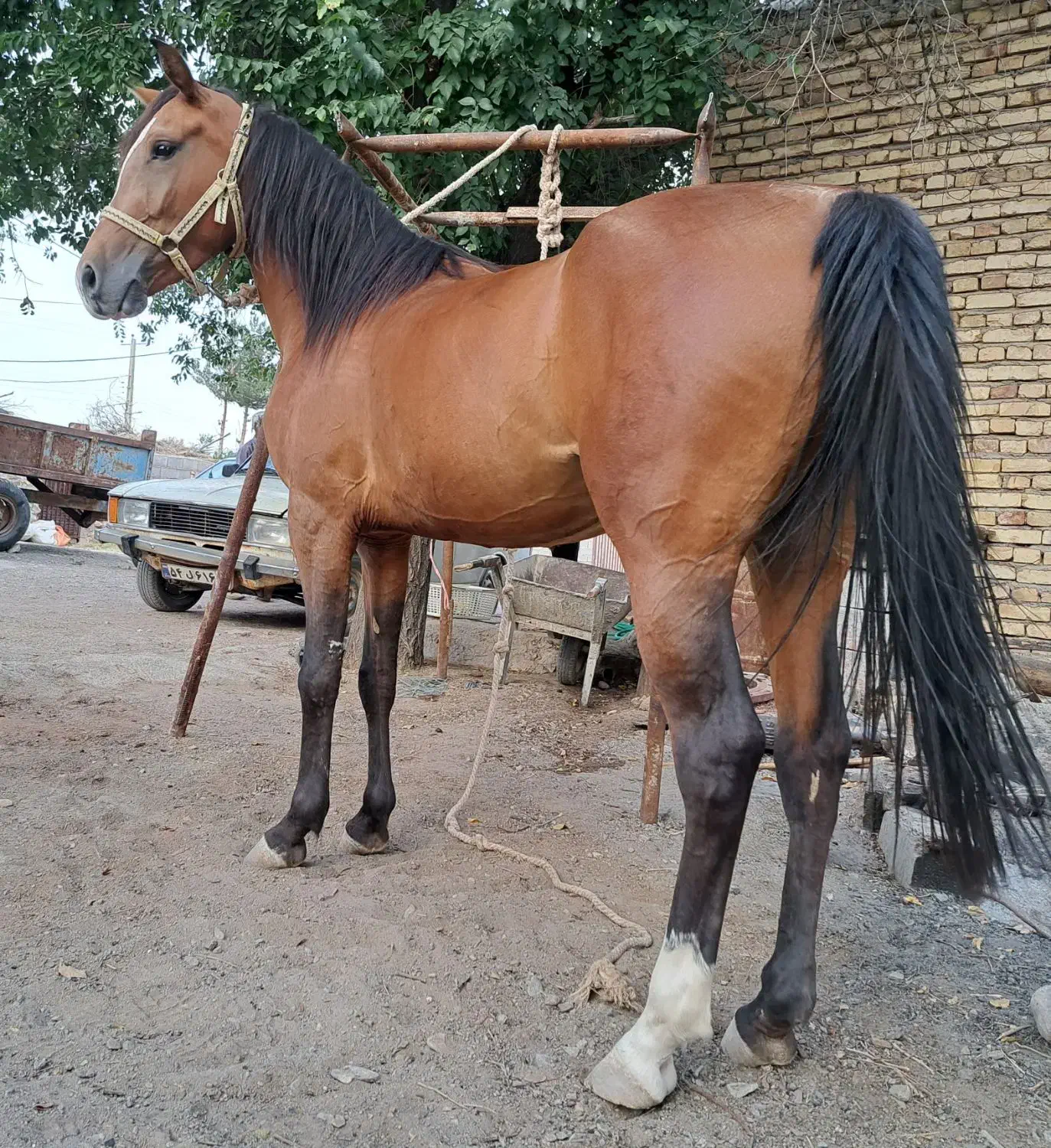 مادیان درهشوری..سواری دار خوش قیمت|اسب و تجهیزات اسبسواری|شهر بابک, |دیوار
