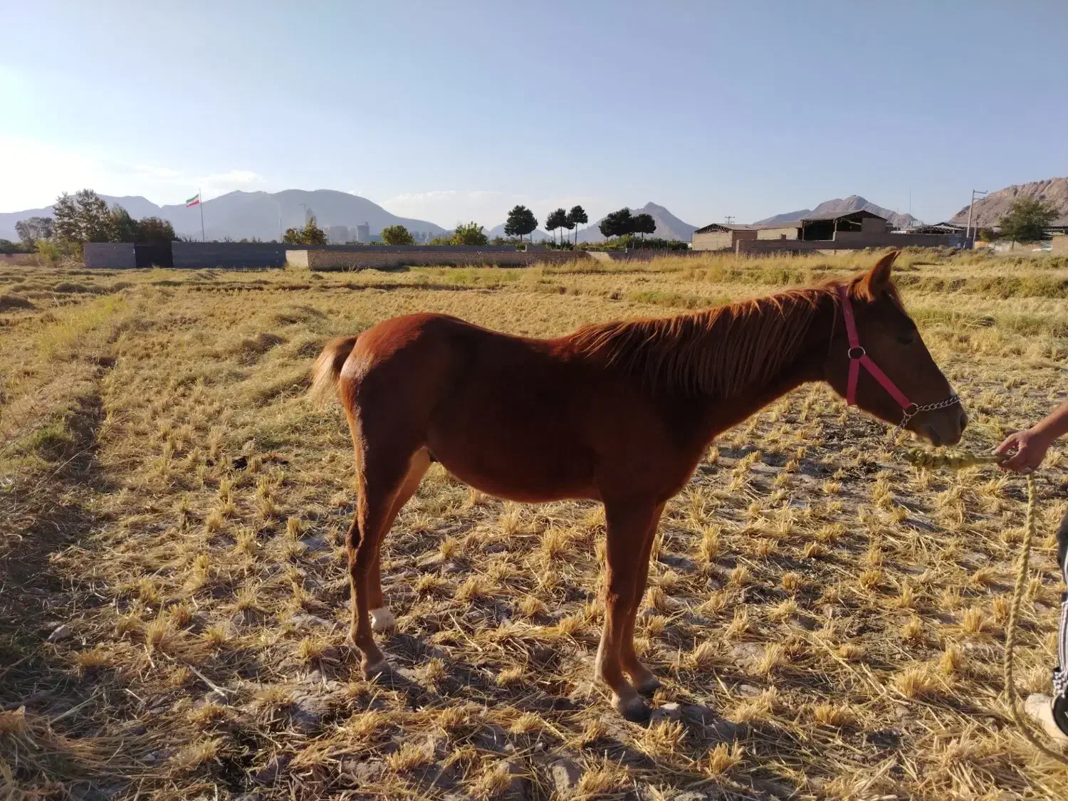 اسب|اسب و تجهیزات اسب‌سواری|مبارکه, |دیوار