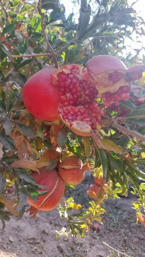 انار آبدار و درجه ۱|خوردنی و آشامیدنی|اصفهان, جلالیه|دیوار