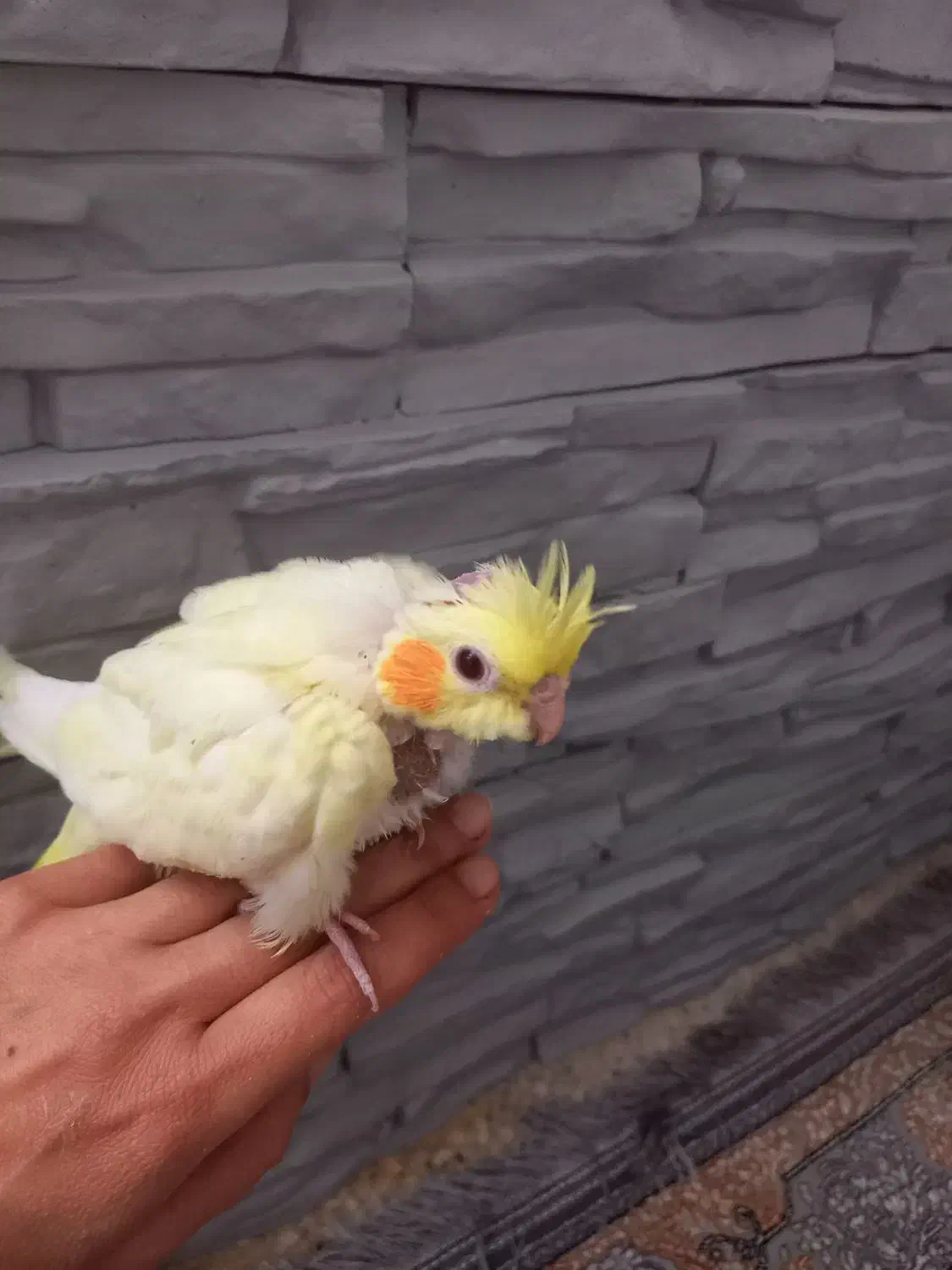 عروس هلندی|پرنده|شیراز, نصر|دیوار