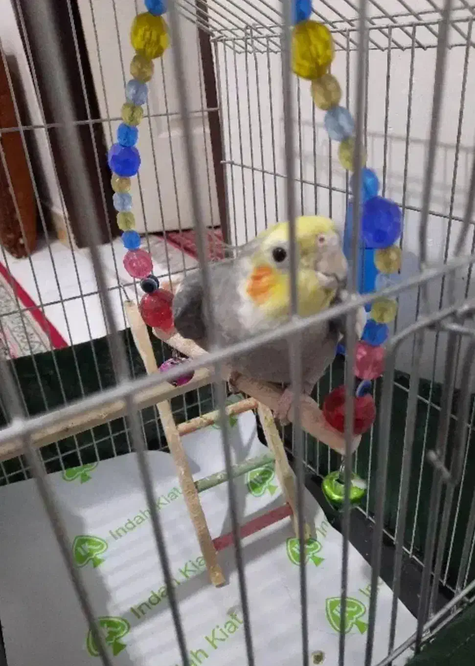 عروس هلندی نر با قفس|پرنده|قرچک, باقرآباد|دیوار