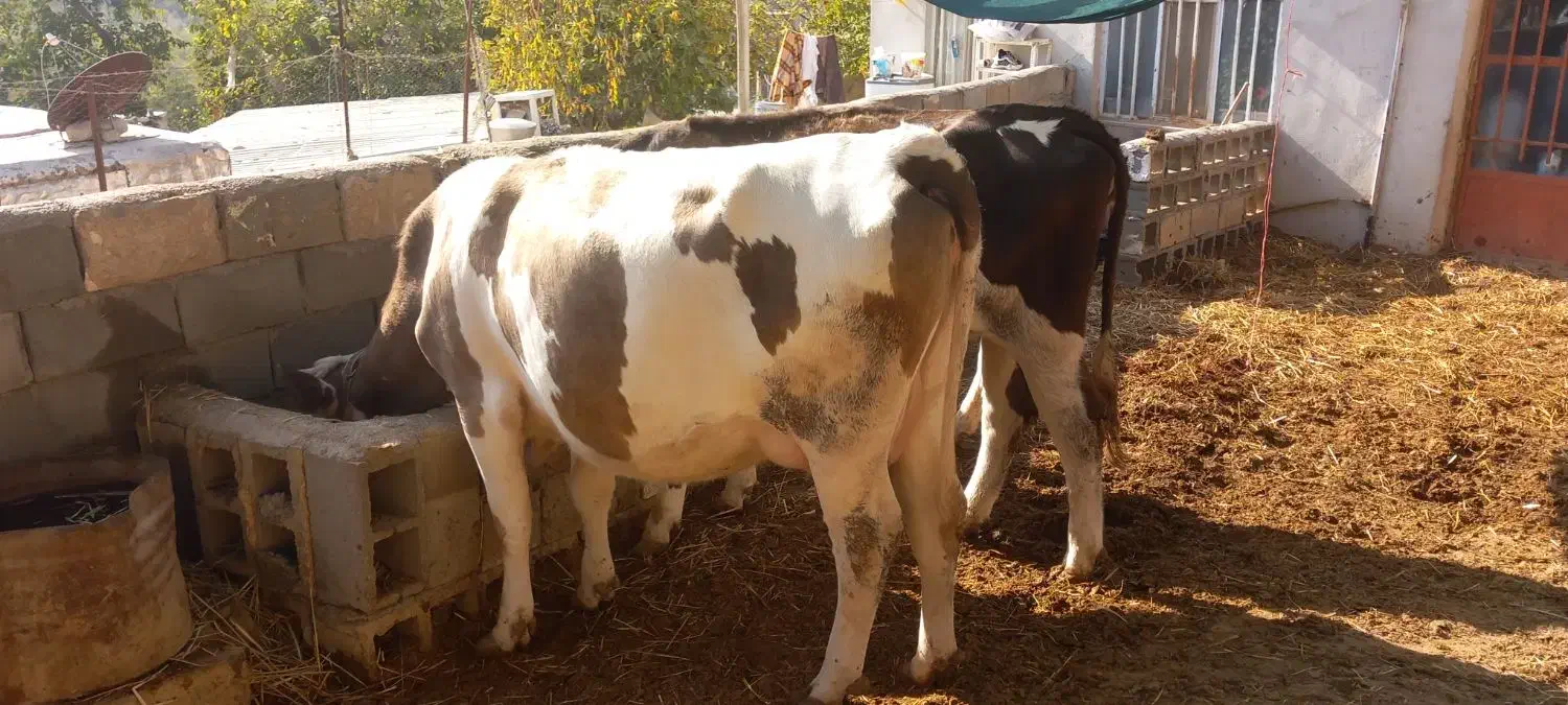 گاو سیمنتال|حیوانات مزرعه|بجنورد, |دیوار