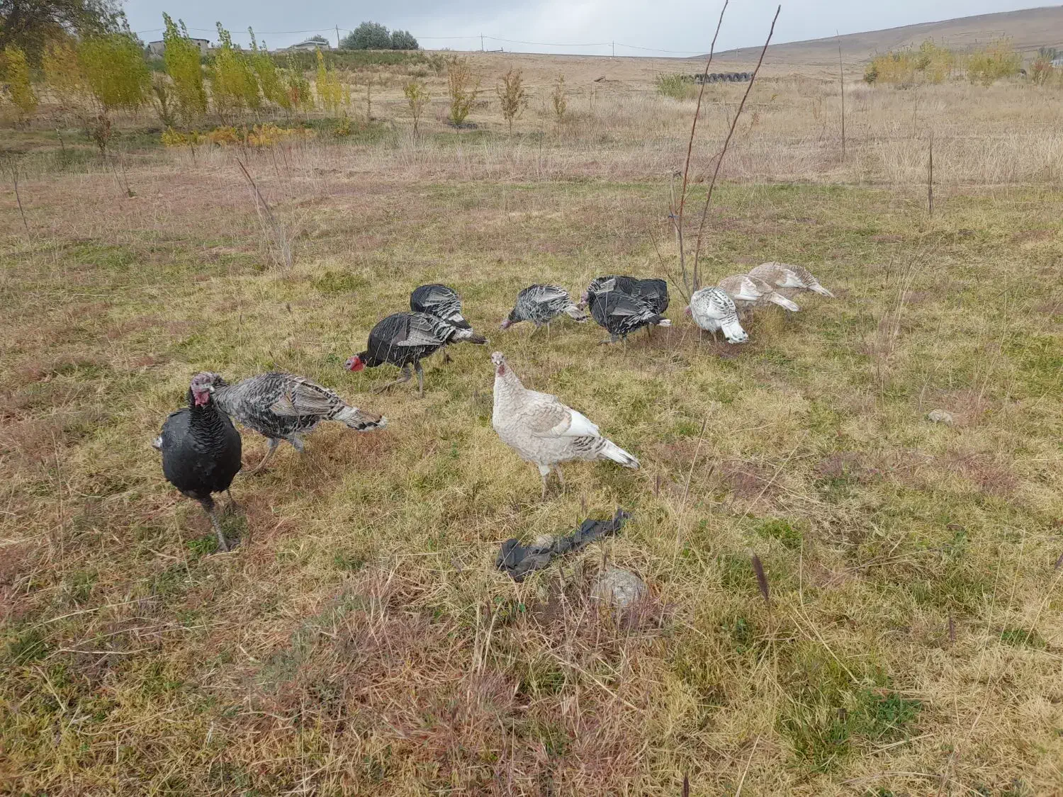 بوقلمون|حیوانات مزرعه|بروجرد, |دیوار