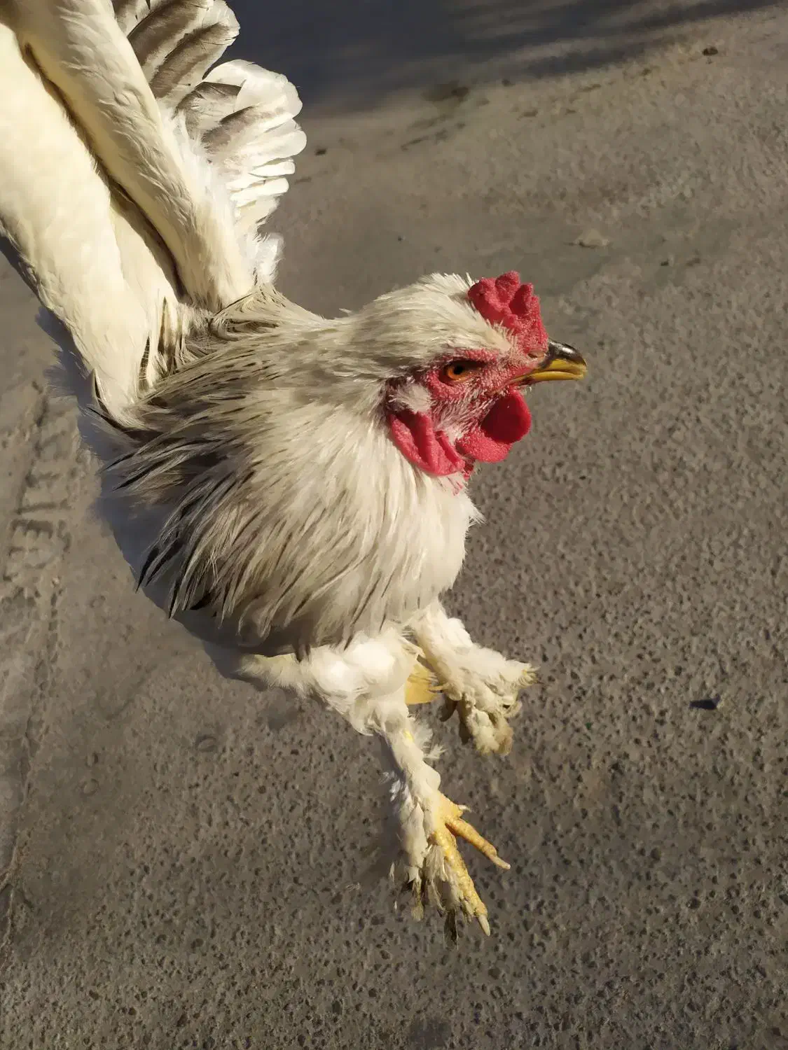 دو عدد خروس برهما 6 ماهه|حیوانات مزرعه|مرودشت, مسجد رسول‎|دیوار