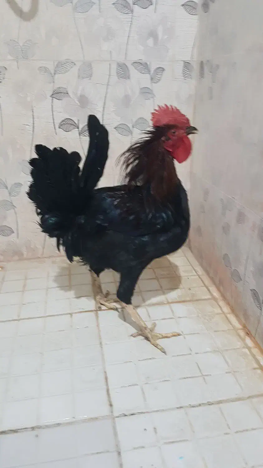 خروس جوان|حیوانات مزرعه|بندر ماهشهر, |دیوار