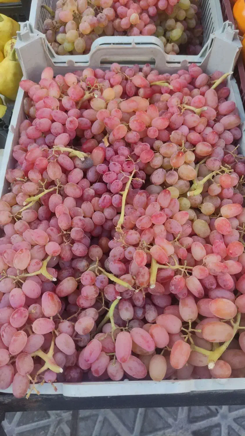 شریک میوه فروشی|استخدام خدمات فروشگاه و رستوران|اصفهان, الهیه|دیوار